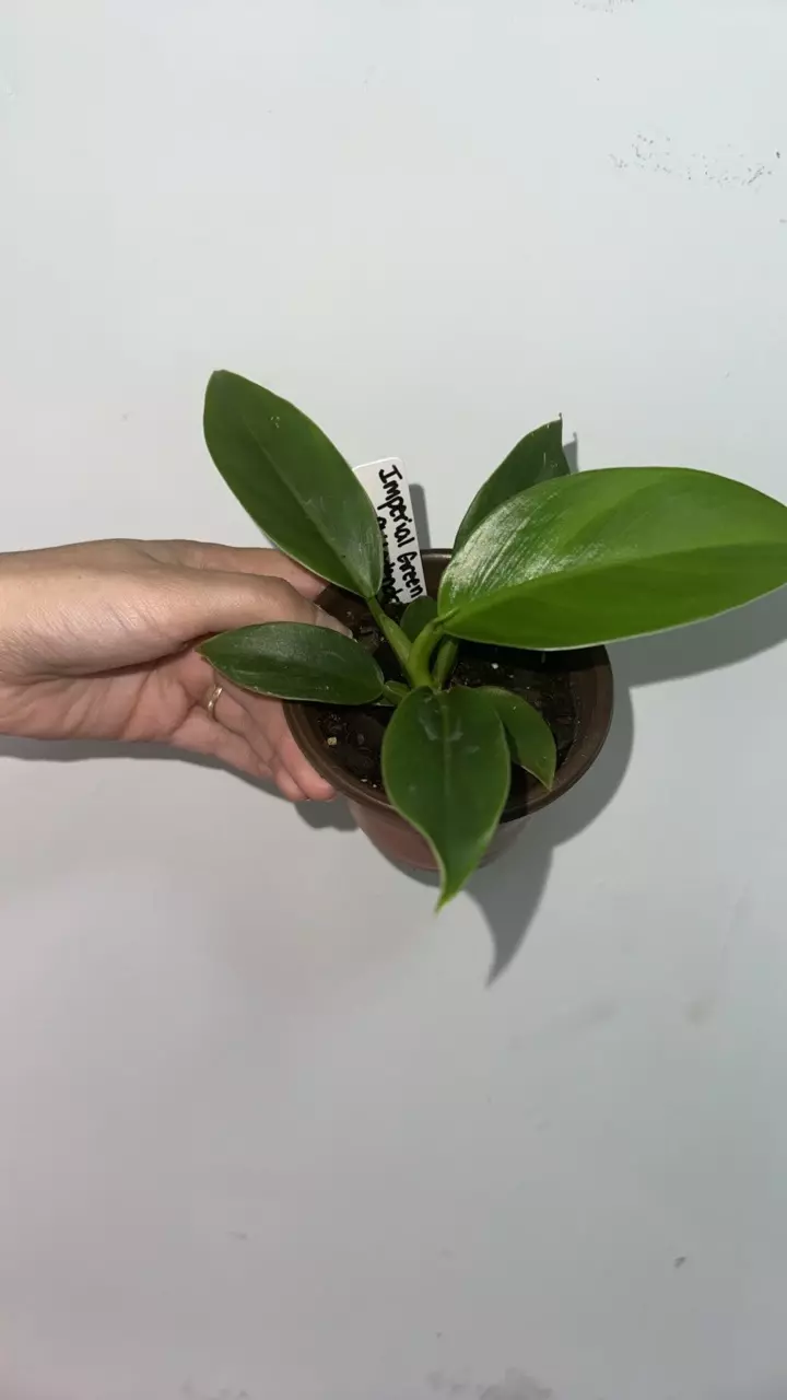plant/Imperial Green Philodendron-0