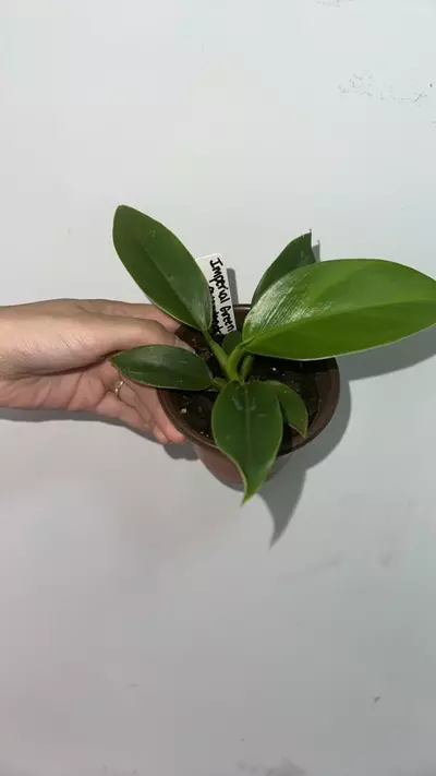 plant/Imperial Green Philodendron-0-thumbnail