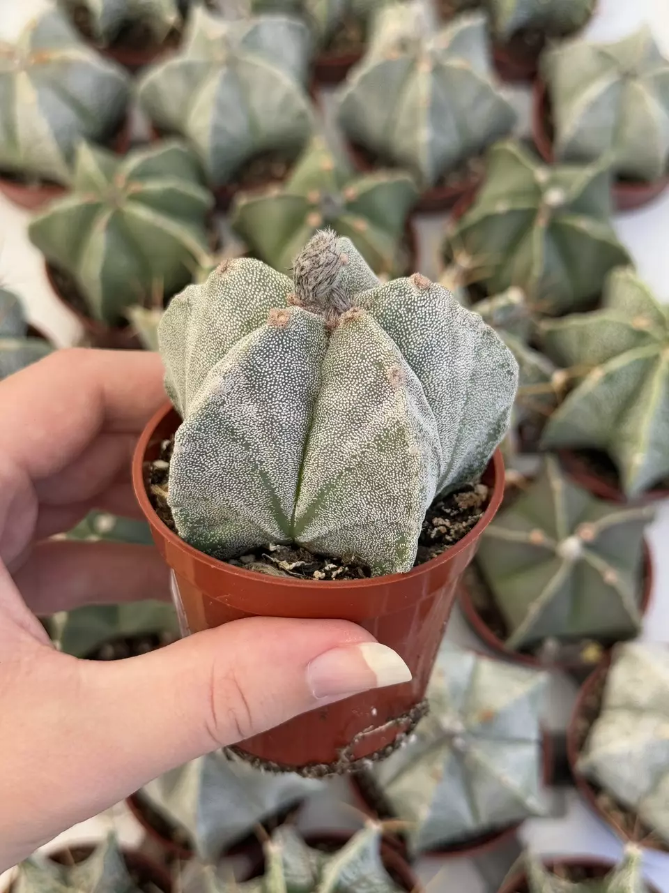 plant/Astrophytum Myriostigma | Bishops cap Astro | 2.5” Pot-1