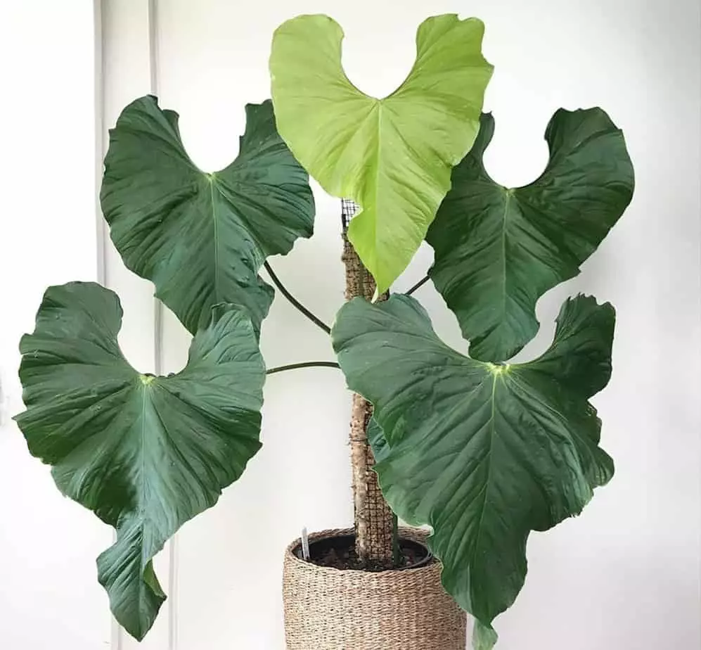 plant/Seed grown Anthurium balaoanum starter plant growers choice-0