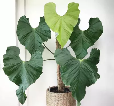 plant/Seed grown Anthurium balaoanum starter plant growers choice-0-thumbnail