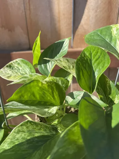 plant/Marble Queen Pothos-0-thumbnail