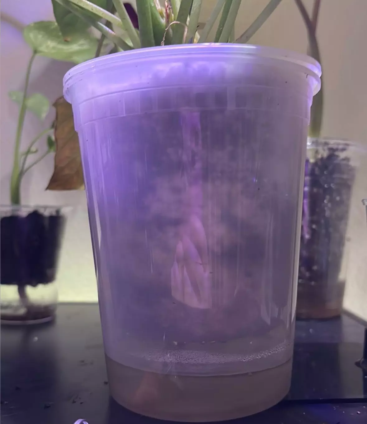 free_shipping/Big momma self watering-0