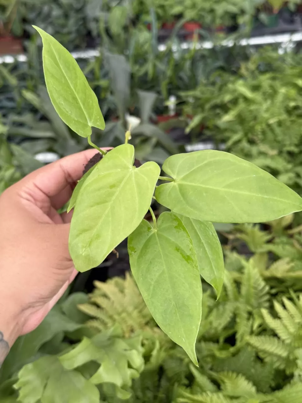 plant/Seed grown Anthurium balaoanum starter plant growers choice-1