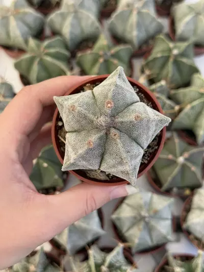 plant/Astrophytum Myriostigma | Bishops cap Astro | 2.5” Pot-0-thumbnail