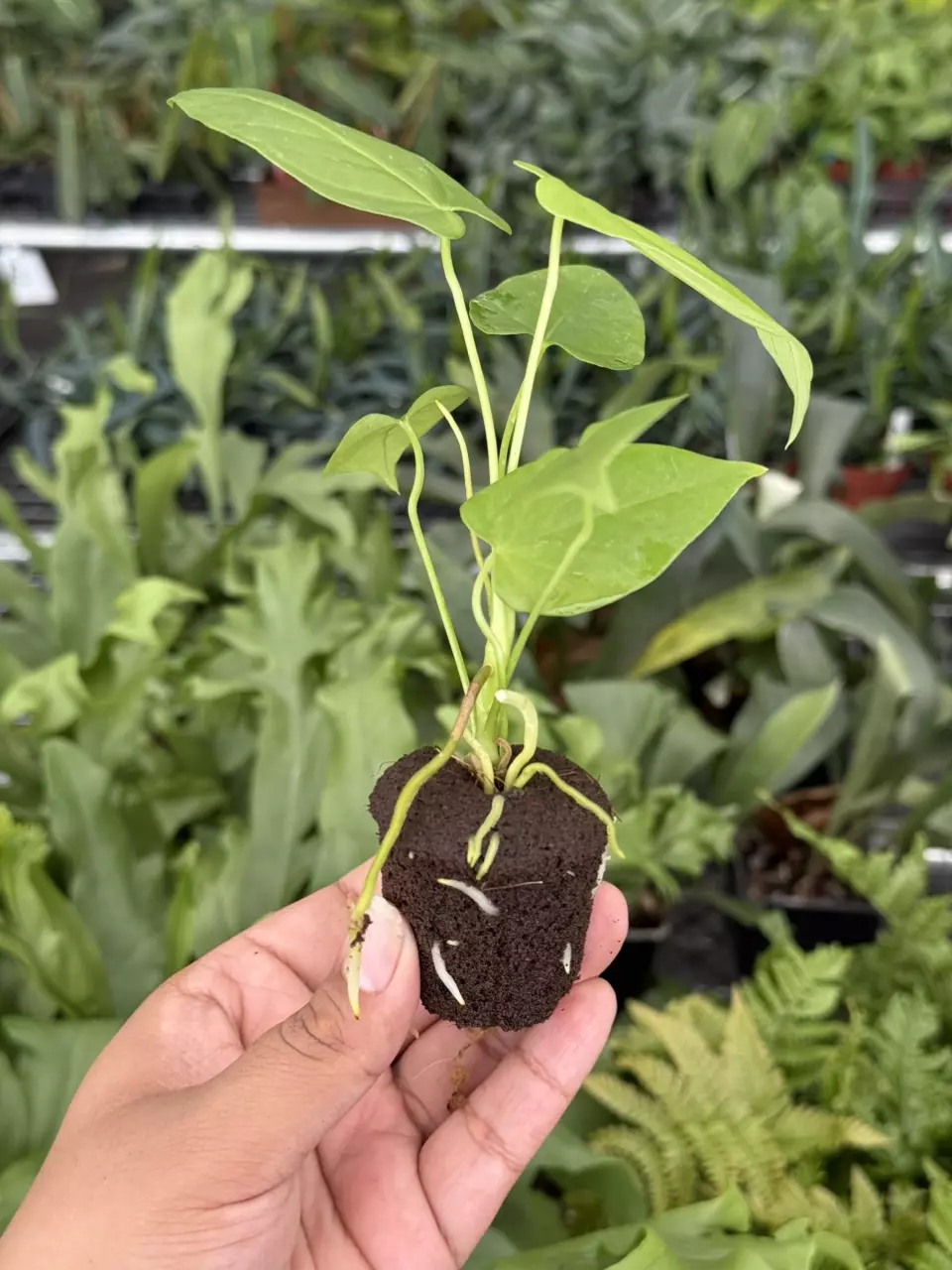 plant/Seed grown Anthurium balaoanum starter plant growers choice-7