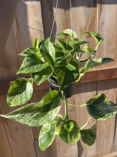 plant/Marble Queen Pothos-2-thumbnail
