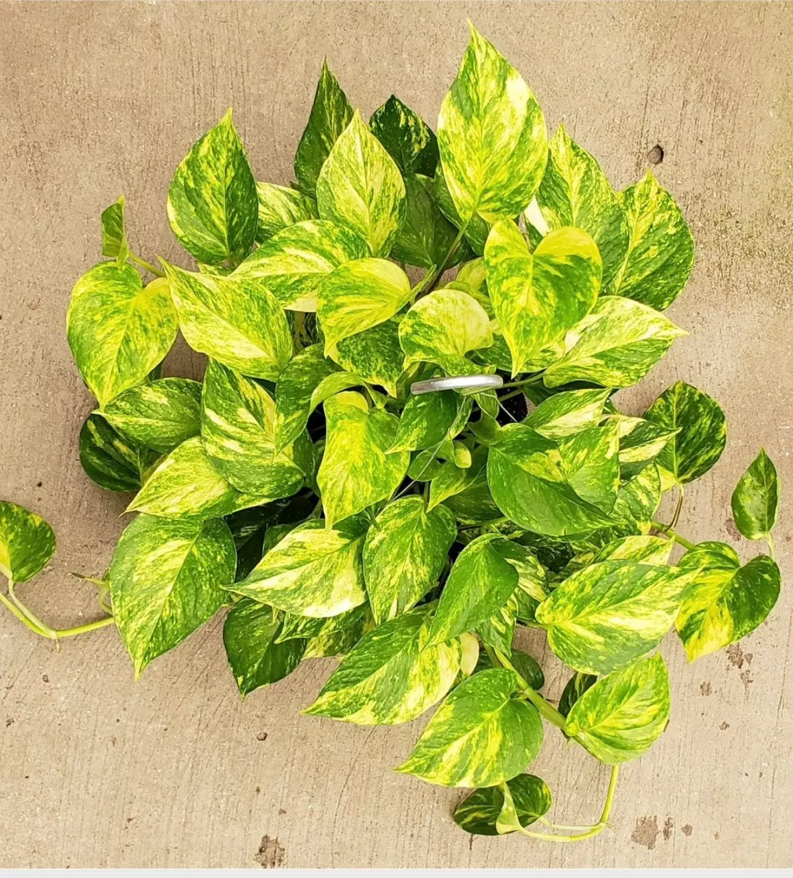 plant/Pothos Golden Churchill starter plant growers choice-0