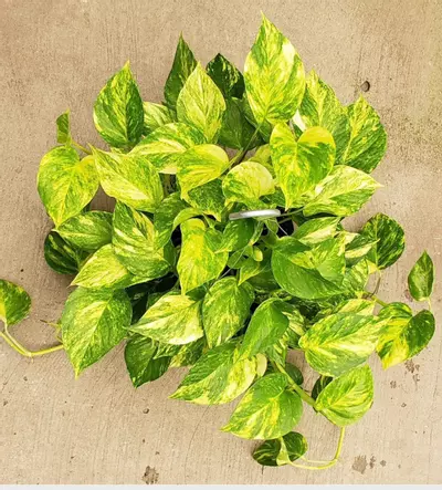 plant/Pothos Golden Churchill starter plant growers choice-0-thumbnail