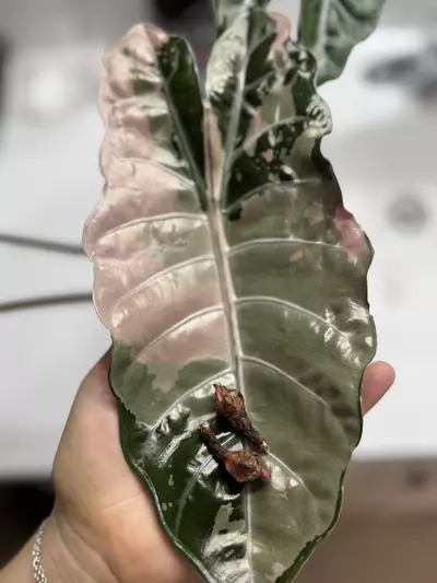 plant/Pink Chantrieri Corms-1-thumbnail