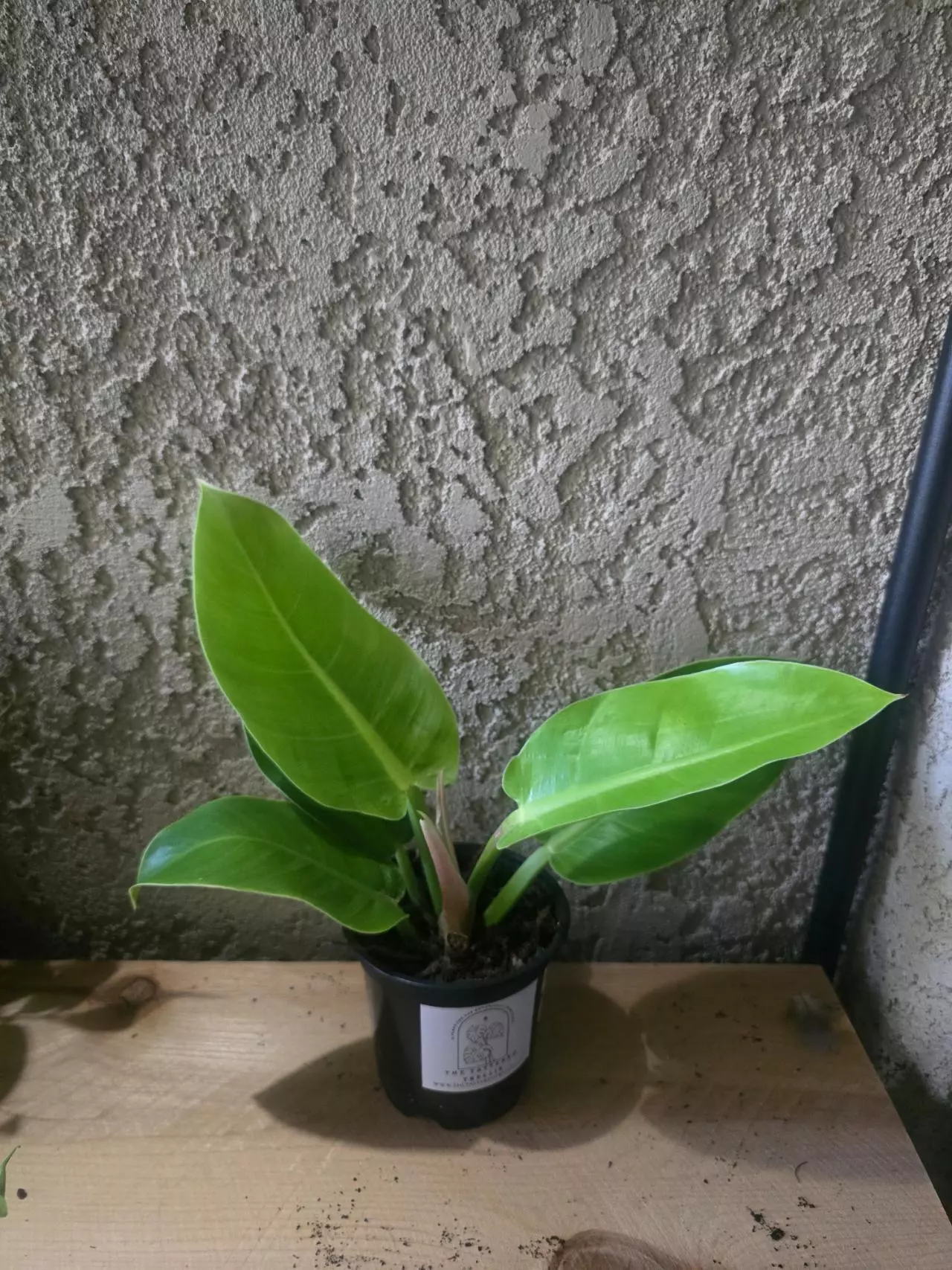plant/4" Philodendron Moonlight Growers Choice #2-1