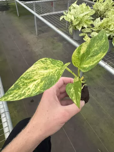plant/Pothos Golden Churchill starter plant growers choice-3-thumbnail