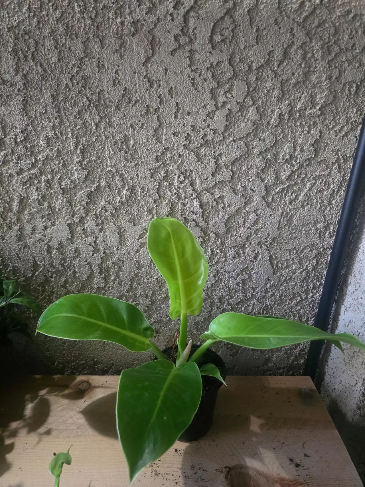 plant/4" Philodendron Moonlight Growers Choice #2-0