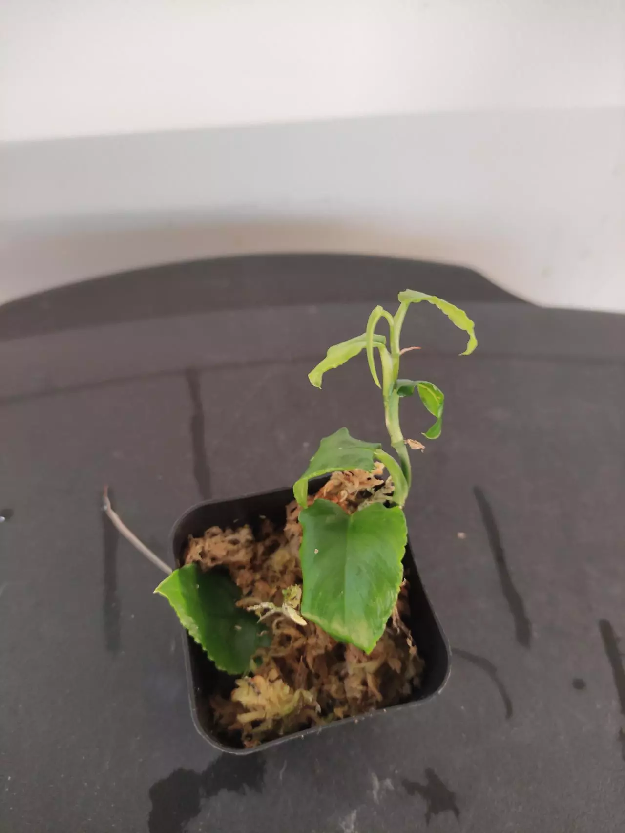 plant/Philodendron pteromischum "Costa Rica"-2