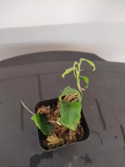 plant/Philodendron pteromischum "Costa Rica"-2-thumbnail