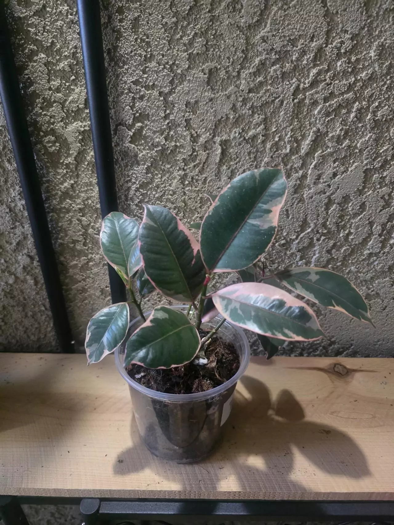 plant/5" Ficus Ruby growers choice-0