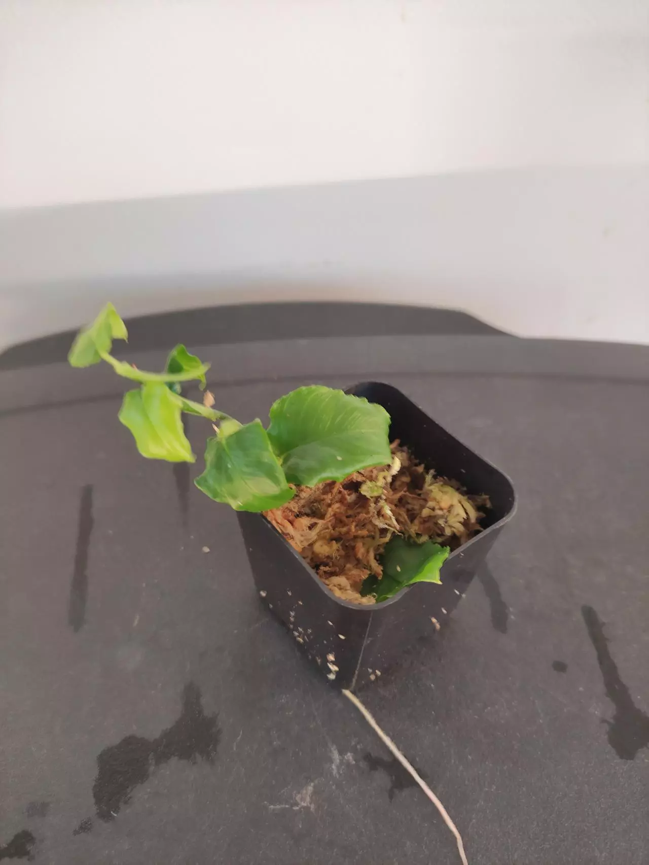 plant/Philodendron pteromischum "Costa Rica"-0