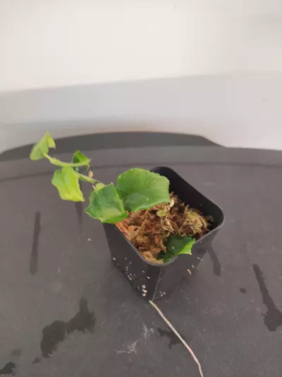 plant/Philodendron pteromischum "Costa Rica"-0-thumbnail