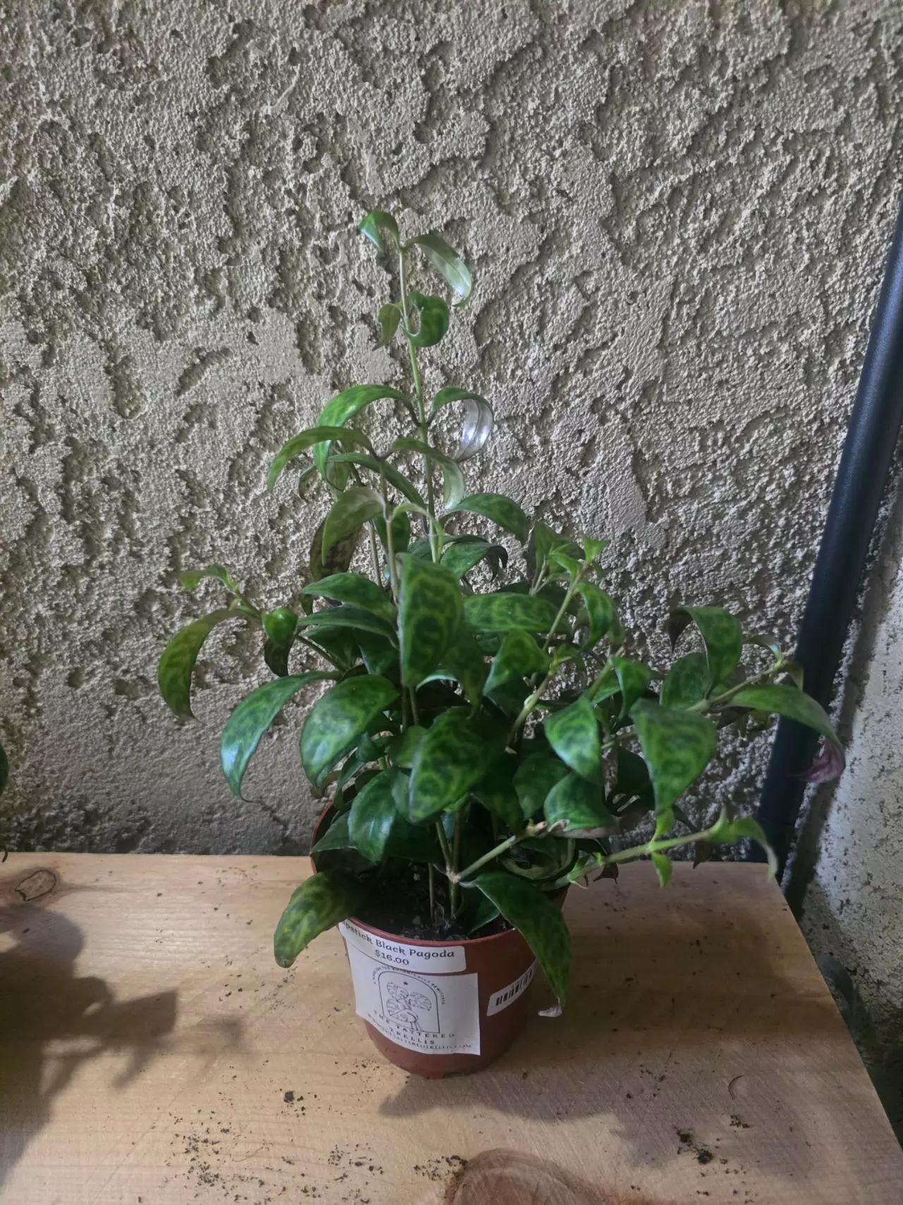 plant/4" Black Pagoda Lipstick Plant Growers choice #2-0