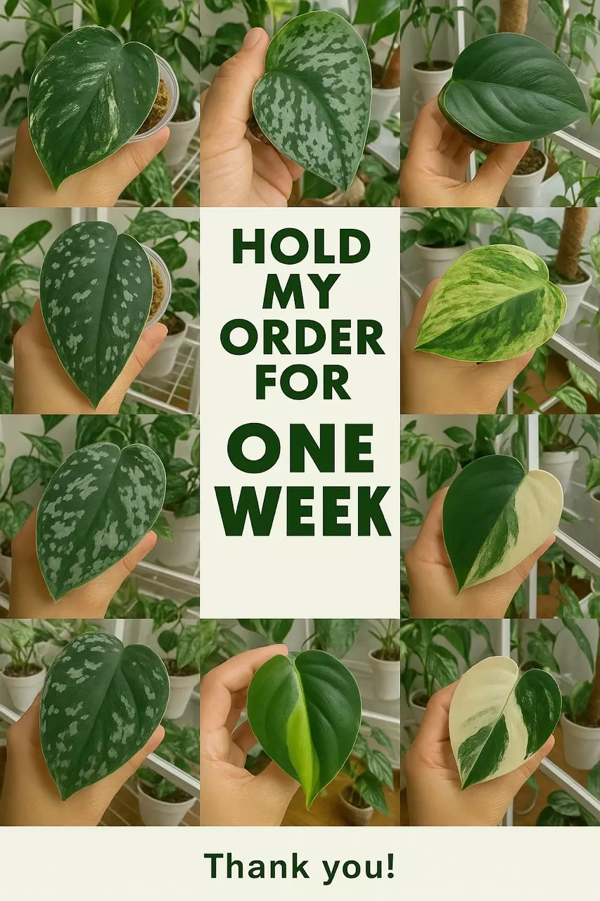 free_shipping/Hold my order for one week-0