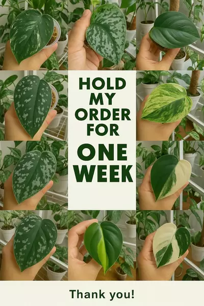 free_shipping/Hold my order for one week-0-thumbnail