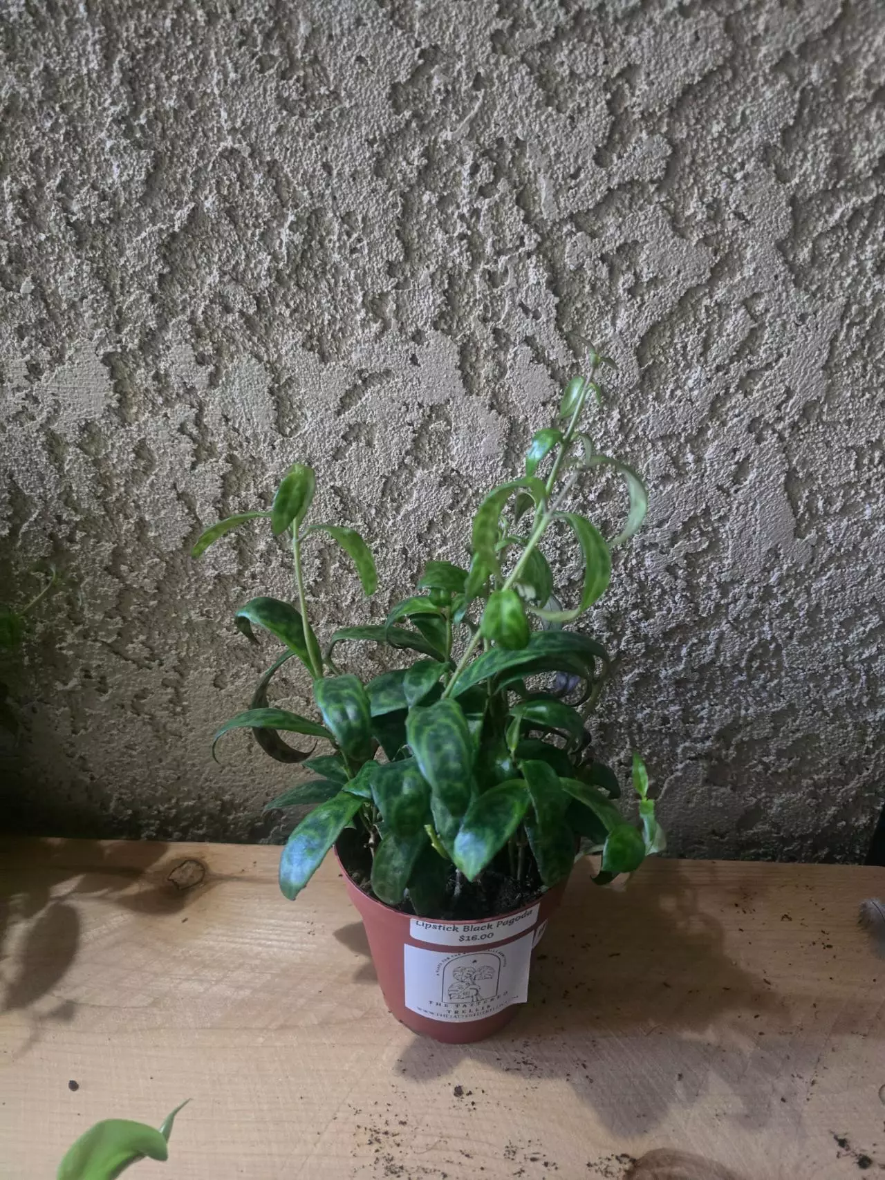 plant/4" Black Pagoda Lipstick Plant Growers choice #2-1