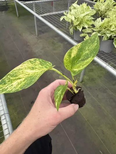 plant/Pothos Golden Churchill starter plant growers choice-4-thumbnail
