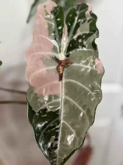 plant/Pink Chantrieri Corms-0-thumbnail