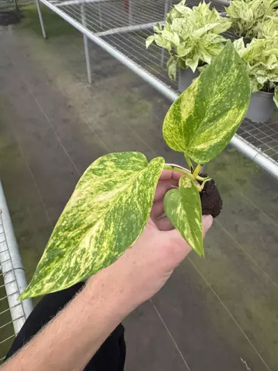 plant/Pothos Golden Churchill starter plant growers choice-2-thumbnail