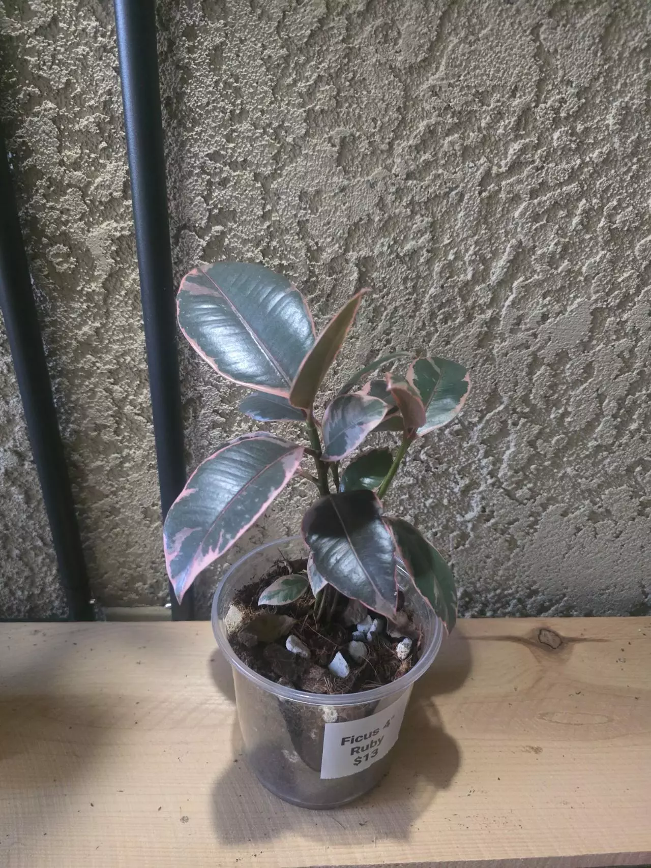 plant/5" Ficus Ruby growers choice-1