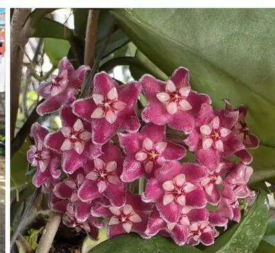 plant/ONE WEEK SHIPPING HOLD!-0-thumbnail