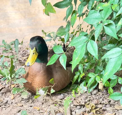 shipping_upgrade/UPS 3 Day shipping upgrade-0-thumbnail