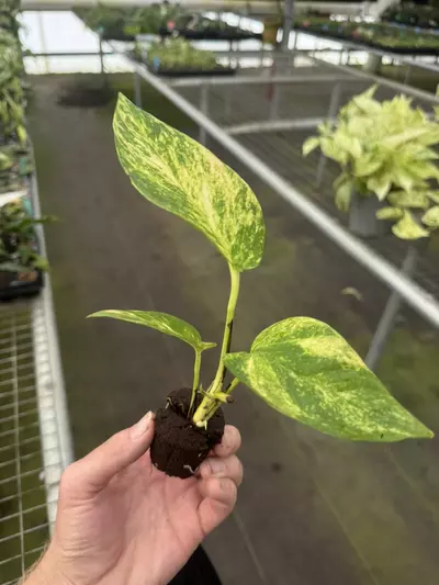 plant/Pothos Golden Churchill starter plant growers choice-6-thumbnail
