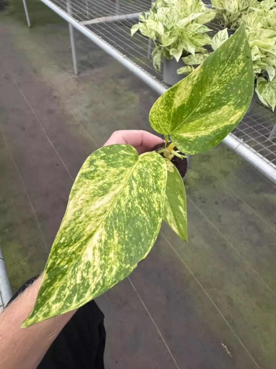 plant/Pothos Golden Churchill starter plant growers choice-1