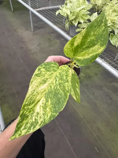 plant/Pothos Golden Churchill starter plant growers choice-1-thumbnail