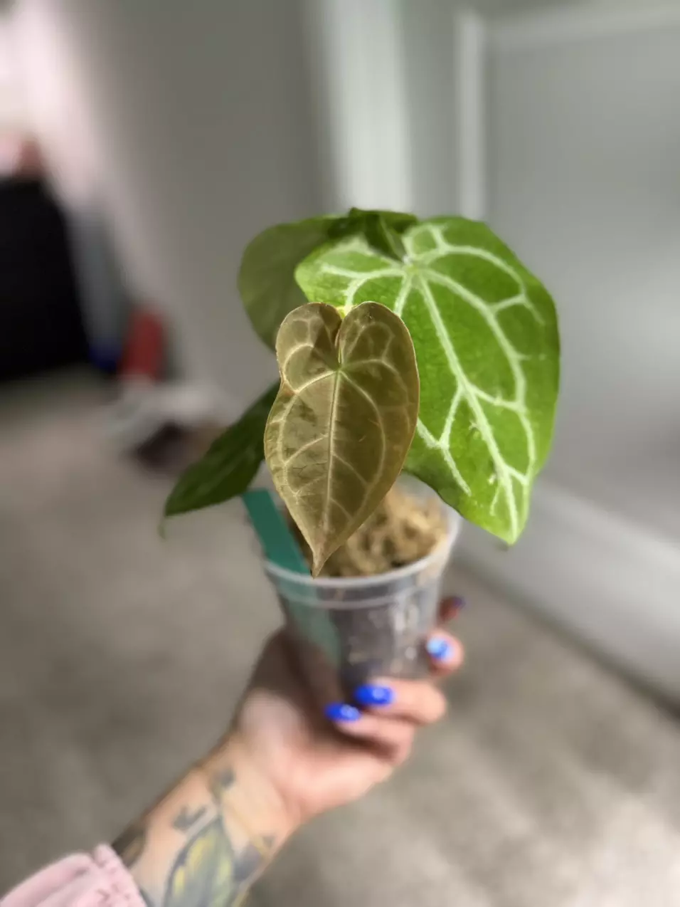 plant/Anthurium Hoffmannii x (Papi x Mag)-1