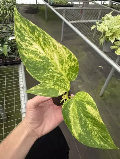 plant/Pothos Golden Churchill starter plant growers choice-5-thumbnail