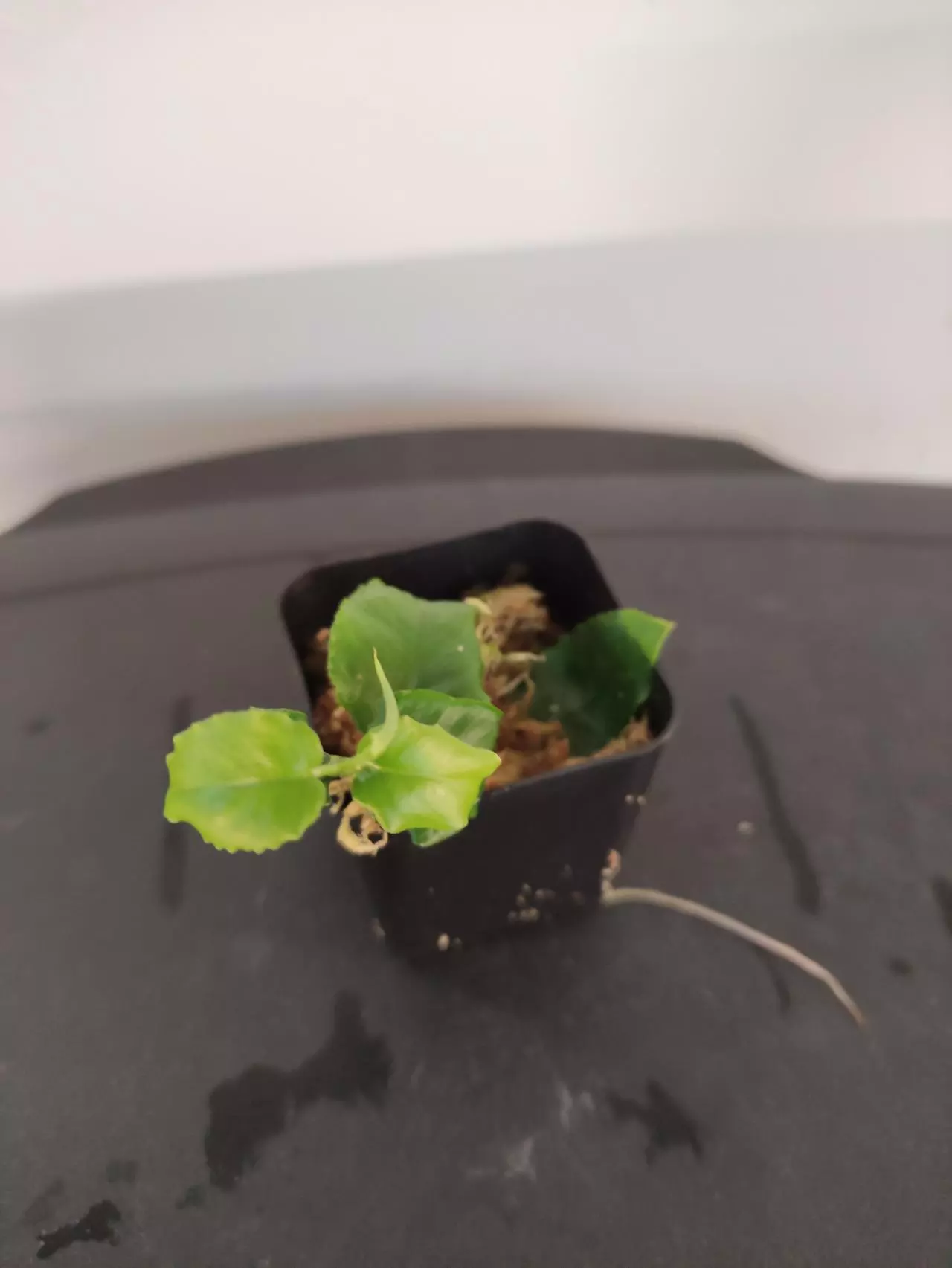 plant/Philodendron pteromischum "Costa Rica"-1