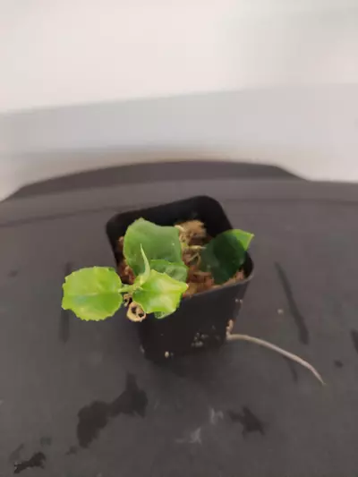 plant/Philodendron pteromischum "Costa Rica"-1-thumbnail