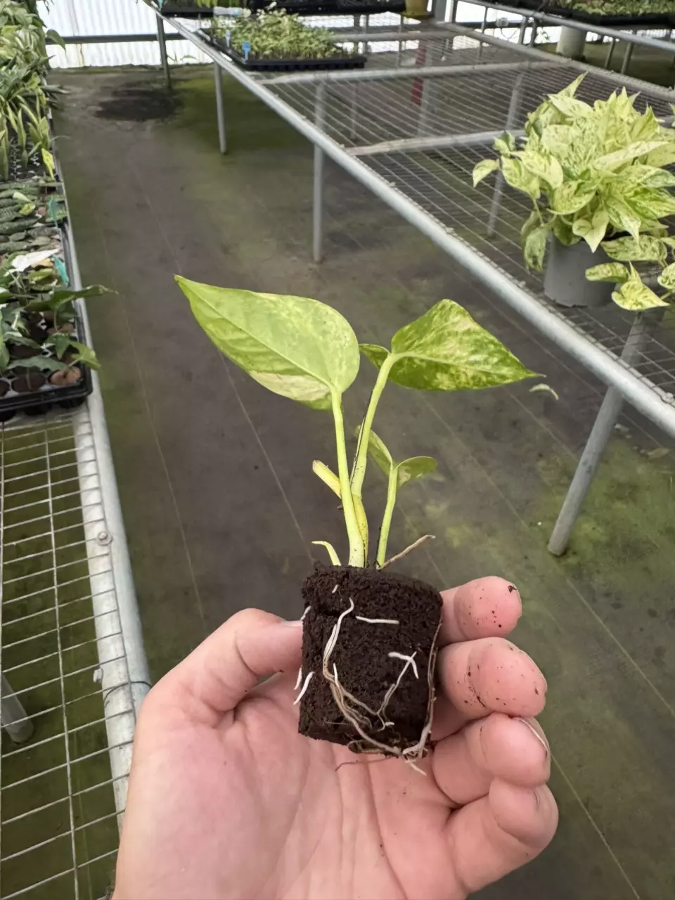 plant/Pothos Golden Churchill starter plant growers choice-7