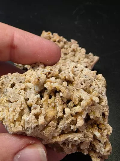 plant/Aragonite from Sidi Ayad Morocco-1-thumbnail