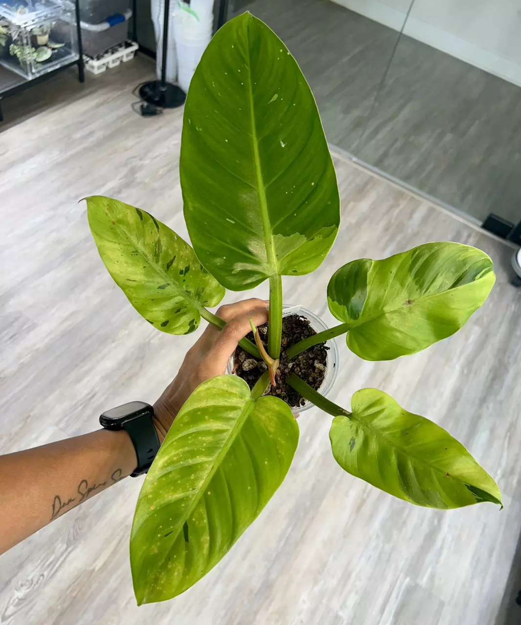 plant/Philodendron Ruaysap Variegated-0