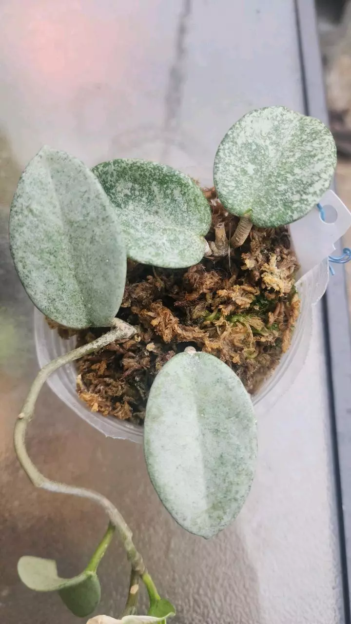 plant/Hoya nova ghost 3 inch pot-2