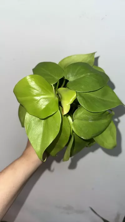 plant/🌿 Lemon-Lime Heartleaf Philodendron – 4” Pot-0-thumbnail