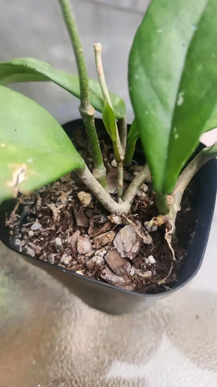 plant/Hoya in 2 inch pot-4
