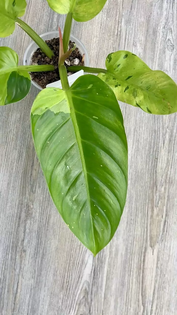 plant/Philodendron Ruaysap Variegated-2