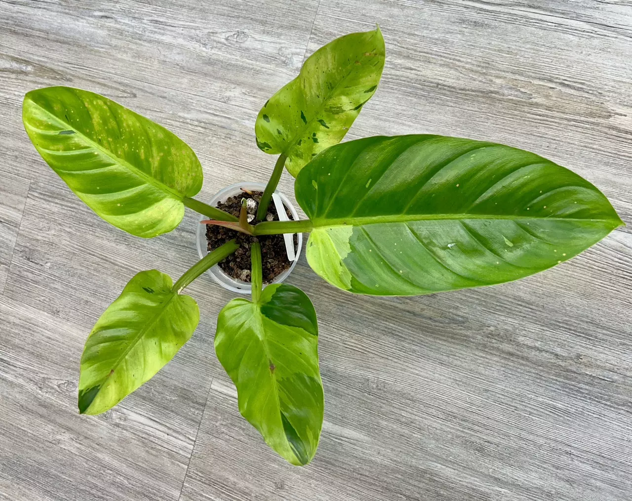 plant/Philodendron Ruaysap Variegated-1