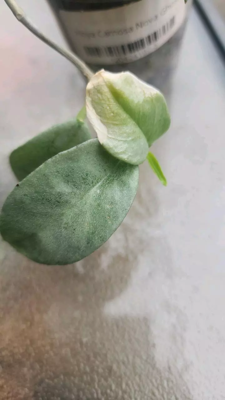 plant/Hoya nova ghost 3 inch pot-1