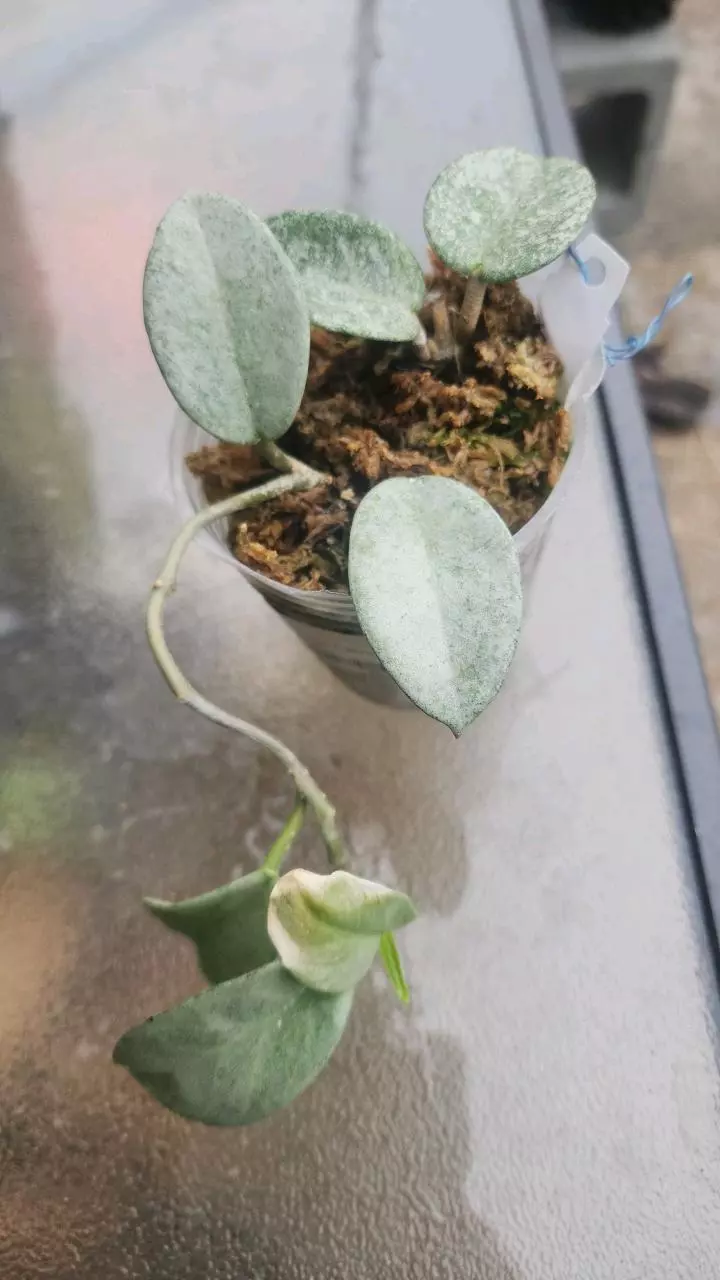 plant/Hoya nova ghost 3 inch pot-0