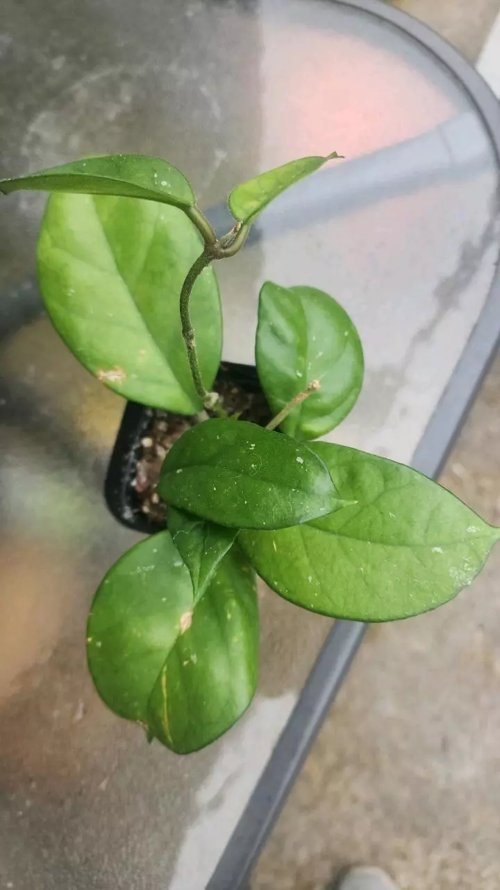 plant/Hoya in 2 inch pot-0
